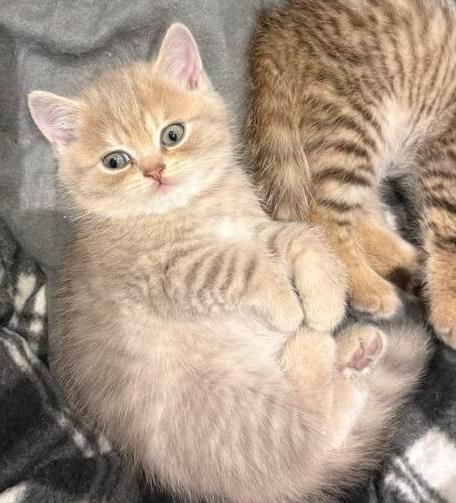 Britse Korthaar Kitten (NOG 1 man)KİTTEN Beschikbaar), Dieren en Toebehoren, Katten en Kittens | Raskatten | Korthaar, Meerdere dieren