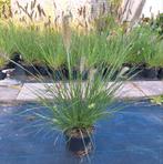 Lampenpoetsersgras Pennisetum 'Hameln' pot 3 liter, Tuin en Terras, Planten | Tuinplanten, Volle zon, Vaste plant, Siergrassen