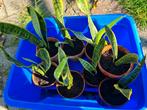 Sanseveria stekken, Ophalen, Halfschaduw, Minder dan 100 cm