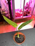 Anthurium warocqeanum, Ophalen, Halfschaduw, Minder dan 100 cm
