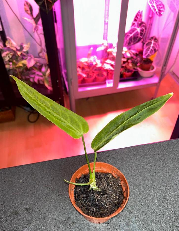 Anthurium warocqeanum, Huis en Inrichting, Kamerplanten, Minder dan 100 cm, Halfschaduw, Ophalen