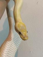 Ball python koningspython beschikbaar, Dieren en Toebehoren, Reptielen en Amfibieën, Slang