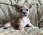 Franse bulldog pups met stamboom, CDV (hondenziekte), 8 tot 15 weken, Bulldog, Meerdere