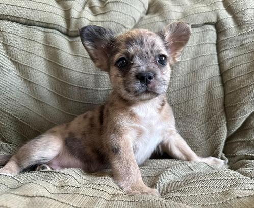 Franse bulldog pups met stamboom, Dieren en Toebehoren, Honden | Bulldogs, Pinschers en Molossers, Meerdere dieren, Bulldog, Particulier