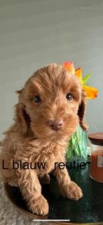 Mini australian labradoodle, Dieren en Toebehoren, Rabiës (hondsdolheid), Overige rassen, 8 tot 15 weken, Meerdere