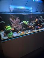Complete levende have zeeaquarium te koop, Vis, Zoutwatervis