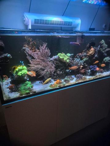 Complete levende have zeeaquarium te koop beschikbaar voor biedingen