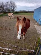 Pony zoekt nieuw huisje, Dieren en Toebehoren, Overige Dieren