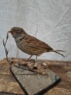 Opgezette Heggenmus op Sokkel, Ophalen of Verzenden