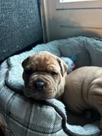 Bordeauxdog x bully xl  pups 1 teefje 1 reutje over, 8 tot 15 weken, Teef, Bulldog, Meerdere