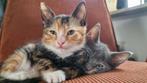 Kittens, Dieren en Toebehoren, Katten en Kittens | Overige Katten