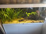Aquatlantis Volga 240 Aquarium, Dieren en Toebehoren, Vissen | Aquaria en Toebehoren, Ophalen, Zo goed als nieuw, Leeg aquarium
