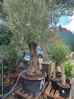 Olijfbomen - Diverse Maten - Gratis Bezorging (h'sum eo), Tuin en Terras, Planten | Bomen, Bloeit niet, Verzenden, 100 tot 250 cm