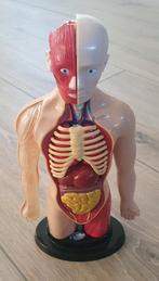 Anatomisch model 31 cm, Ophalen of Verzenden, Zo goed als nieuw
