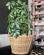 Mand met hengsel rotan vintage, Ophalen of Verzenden, Rond, Riet