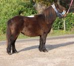 Te koop 7 super knappe shetlander en een haflinger ruin, Dieren en Toebehoren, Pony's, Ruin, A pony (tot 1.17m), Recreatiepony