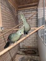 Koppel Livingstone Toerako 2025, Dieren en Toebehoren, Vogels | Overige Vogels, Meerdere dieren, Geringd