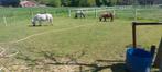 Pony verzorgster gevraagd, Dieren en Toebehoren, Stalling en Weidegang