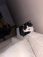 Katter, Dieren en Toebehoren, Katten en Kittens | Raskatten | Korthaar, Kater