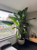 Mooie Strelitzia Nicolai - Paradijsvogelplant, Huis en Inrichting, Kamerplanten, Ophalen, 200 cm of meer, Overige soorten, Halfschaduw