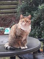 Coco is op zoek naar een nieuw baasje, Dieren en Toebehoren, Poes, Kortharig, 3 tot 5 jaar