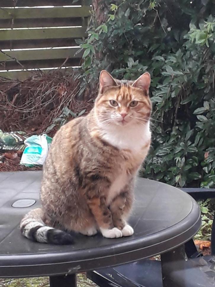 Coco is op zoek naar een nieuw baasje, Dieren en Toebehoren, Katten en Kittens | Overige Katten, Kortharig, Poes, 3 tot 5 jaar