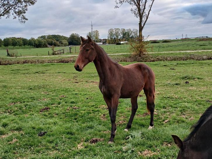 Kwpn ruin, Dieren en Toebehoren, Paarden, Ruin, 0 tot 2 jaar
