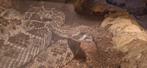Crotalus Atrox (Western diamondback rattlesnake), Dieren en Toebehoren, Reptielen en Amfibieën, Slang, 3 tot 6 jaar