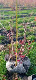 Blauwe bessen struiken - Opruiming! 7,50/stuk - 10 voor 65, Tuin en Terras, Planten | Struiken en Hagen, Ophalen, Overige soorten
