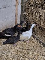 Muskuseenden, Dieren en Toebehoren, Meerdere dieren, Eend