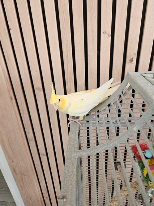 2 valkparkieten ter overname., Dieren en Toebehoren, Vogels | Parkieten en Papegaaien, Parkiet, Meerdere dieren