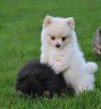 Prachtige pomchi pups  black an tan , wolfsgrijs , crème, CDV (hondenziekte), Overige rassen, 8 tot 15 weken, Meerdere