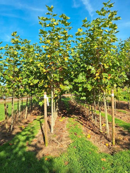 Plataan, platanen hoogstam bomen, laanbomen, Tuin en Terras, Planten | Bomen, Overige soorten, 400 cm of meer, Ophalen