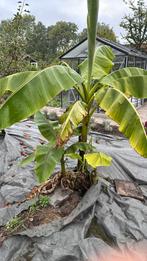 Gratis af te halen bananenplant, zelf uitgraven, Ophalen, Volle zon