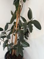 Indische Rubberboom (Ficus Elastica), Ophalen, Ficus, Halfschaduw, In pot