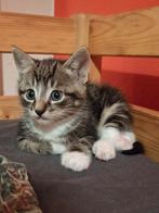 Boerderijkittens direct ophalen, Dieren en Toebehoren, Katten en Kittens | Raskatten | Korthaar, Poes