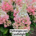 Hydrangea pan. Candlelight, Ophalen of Verzenden