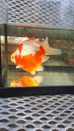 Tamasaba goudvis, Goudvis(sen)