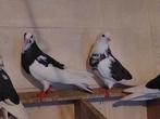 Birmingham rollers koppel, Meerdere dieren