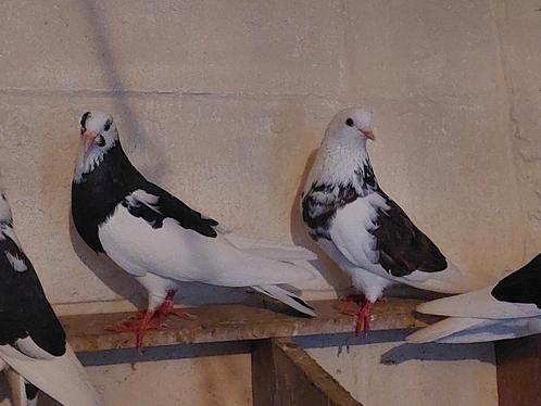Birmingham rollers koppel, Dieren en Toebehoren, Vogels | Duiven, Meerdere dieren