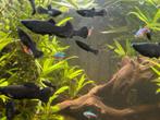 Black molly’s te koop, Dieren en Toebehoren, Vis