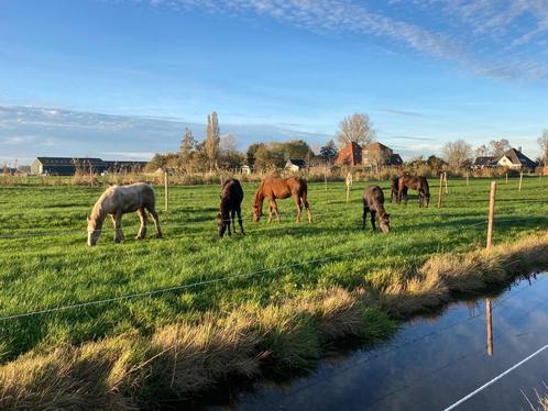 Opfok voor merries en hengsten  2025, Dieren en Toebehoren, Stalling en Weidegang, Opfok, 4 paarden of pony's of meer