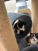 Nieuwe nestje 1 lieve kitten, Dieren en Toebehoren, Geslacht onbekend, Kortharig, 0 tot 2 jaar