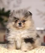Pomeriaan pup reutje Merle Bear type – te reserveren, Keeshond, Reu, 8 tot 15 weken, Buitenland