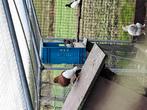 Duiven te koop, Dieren en Toebehoren, Ophalen of Verzenden, Overige typen