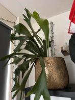 Eyecatcher mooie hertshoorn varen, Ophalen, Overige soorten, Halfschaduw, Minder dan 100 cm