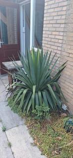 mooie yucca, Ophalen of Verzenden, Volle zon, Overige soorten, 100 tot 250 cm