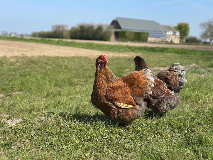 Jonge tamme Wyandotte kippen groot gesekst en ingeënt, Dieren en Toebehoren, Pluimvee, Kip, Vrouwelijk