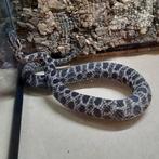 Man Dusky Pygmy Rattlesnake (Sistrurus miliarius barbouri), Dieren en Toebehoren, Reptielen en Amfibieën, Slang