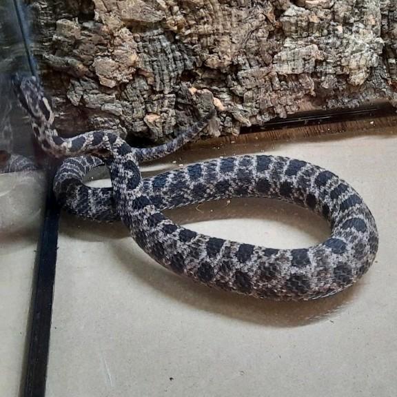 Man Dusky Pygmy Rattlesnake (Sistrurus miliarius barbouri), Dieren en Toebehoren, Reptielen en Amfibieën, Slang